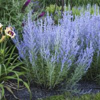 PEROVSKIA - atriplicifolia Blue Jean Baby